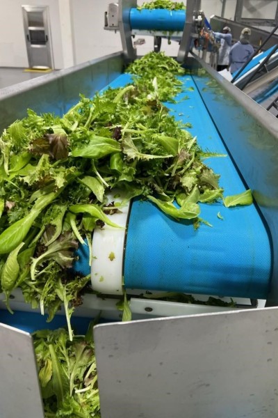 Lettuce Conveyors